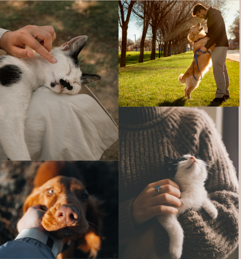 Protect Your Pets with Estate Planning